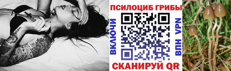 Псилоцибиновые грибы Cubensis дарнет шоп Бугуруслан
